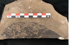 Foto (Detailansicht) von Aesculus hippocastaneum Linne (NHMW-GEO-2024-0188-15016)